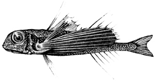 Dactylopterus volitans_claves.jpg